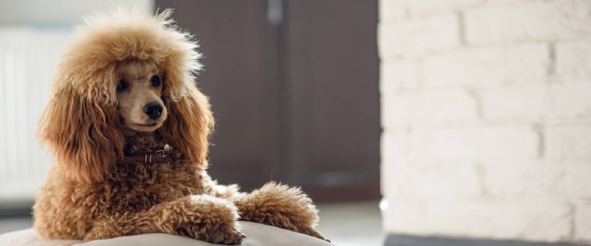 Poodle Dog Breed Guide | TrustedHousesitters.com